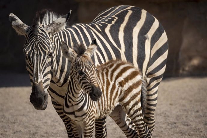 Nueva cebra en Bioparc