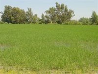 Reclaman la aplicación de ERTE en las cooperativas agrarias afectadas por la falta de producción debido a la sequía