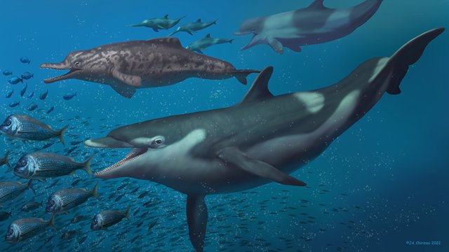 Restauración de la vida de los delfines descritos en este estudio: Kentriodon en primer plano, en el fondo un squalodelfinido (izquierda) y un fyseterido (derecha) persiguiendo a un grupo de eurhinodelfinidos.