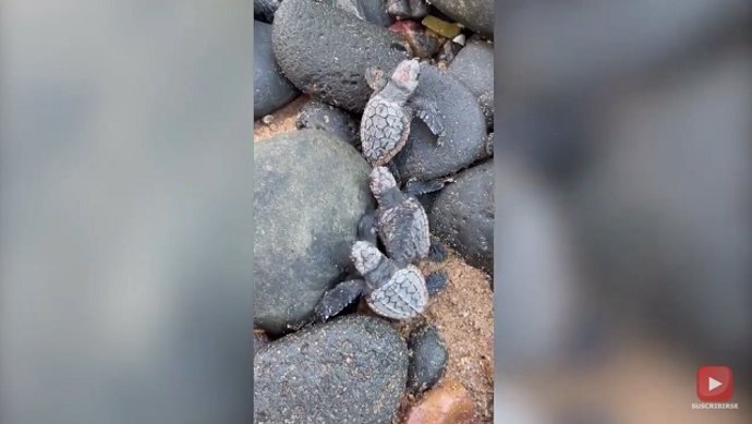 Tortugas bebé dan sus primeros pasos hacia el mar