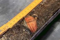 Evidencia de agricultura de tala y quema en Europa hace 9.500 años