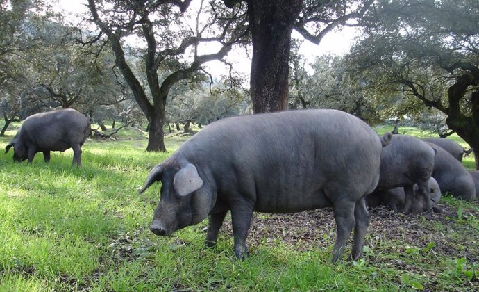 Archivo - Un ejemplar de cerdo ibérico en la dehesa, en imagen de archivo