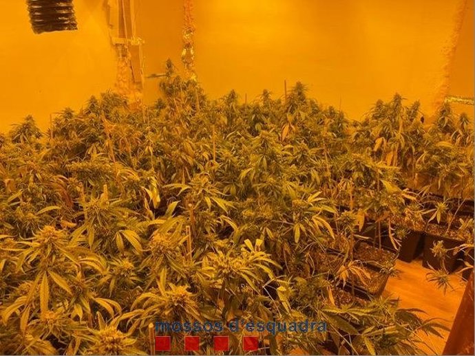 Imatge de les 500 plantes de marihuana a Abrera (Barcelona)