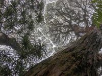 El cambio climático parece acelerar la muerte de árboles tropicales