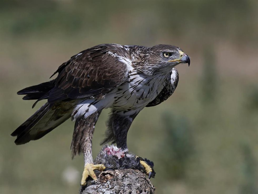 Águila De Bonelli
