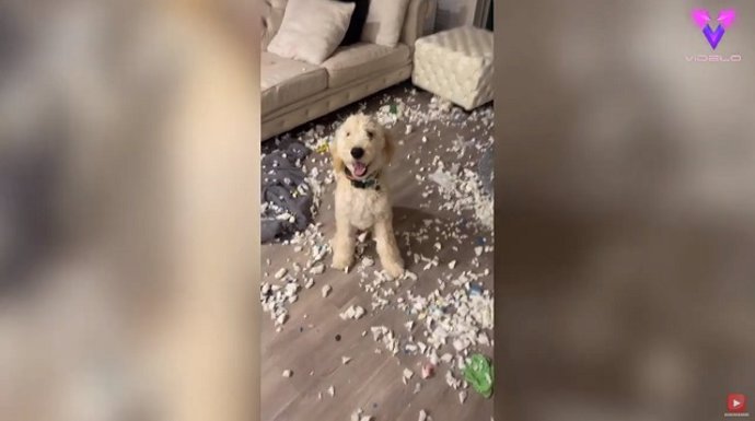 El perro destrozó el salón de su dueña y así reaccionó ella