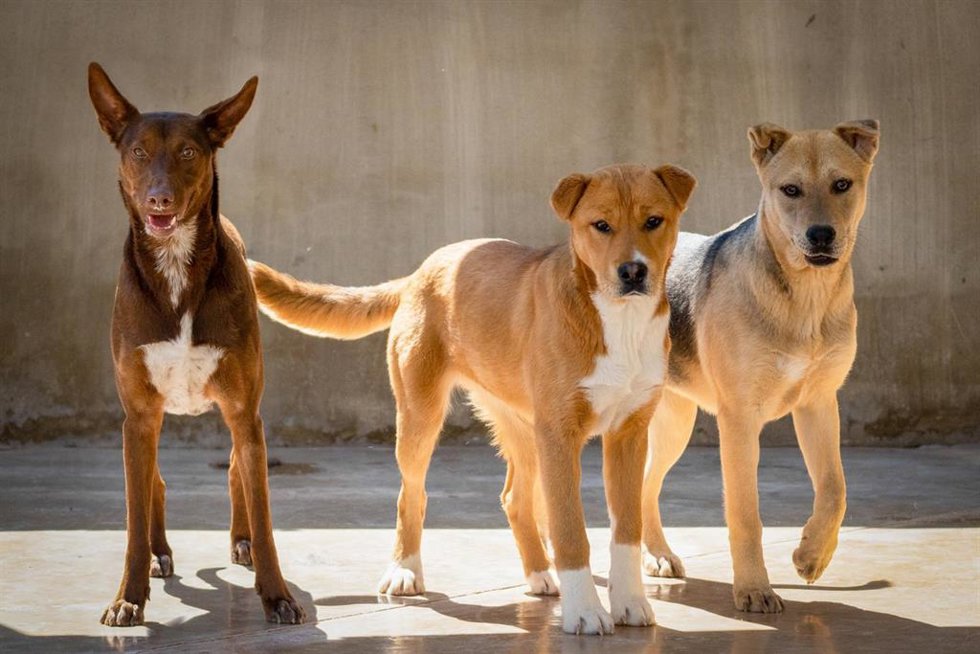 Perros abandonados