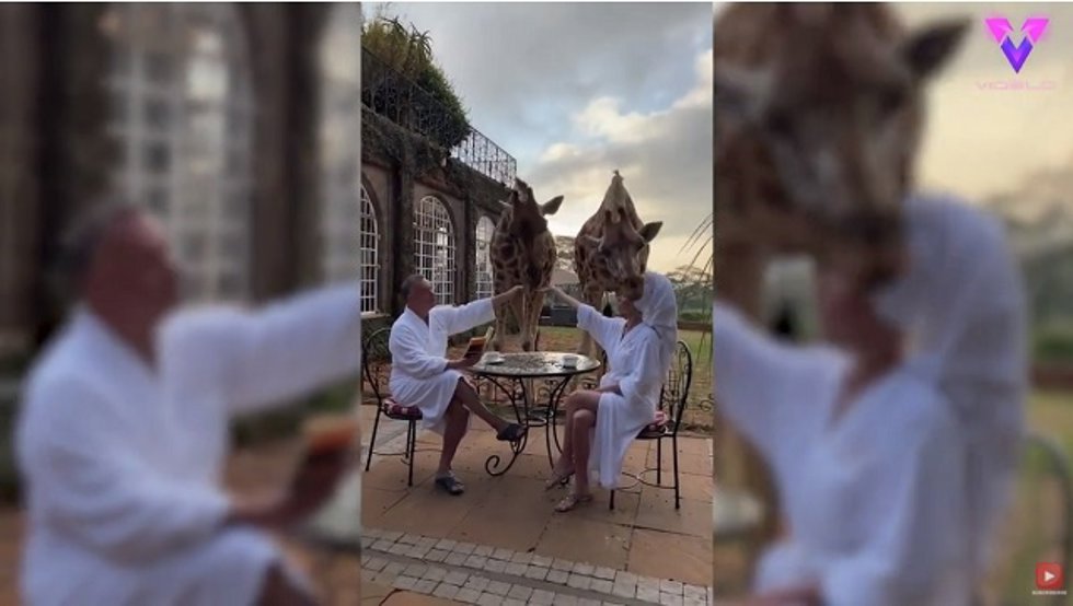 Esta jirafa atacó a una turista mientras desayunaba en un hotel en Kenia