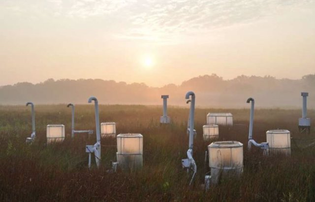 Amanecer en el Humedal de Investigación del Cambio Global, un sitio de investigación climática futurista en el Centro de Investigación Ambiental Smithsonian en Edgewater, Maryland. Estas cámaras han estado cultivando plantas con CO2 adicional desde 1987.