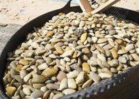 La Junta reduce el periodo de veda de la coquina de dos meses a 45 días a petición del sector y por su "buen estado"