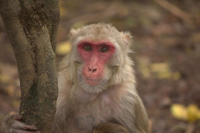 Archivo - Mono macaco rhesus hembra