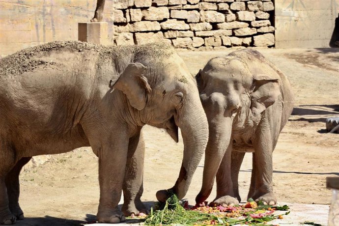 La elefanta Tima, una de las habitantes más veteranas de Selwo Aventura, cumple hoy 57 años