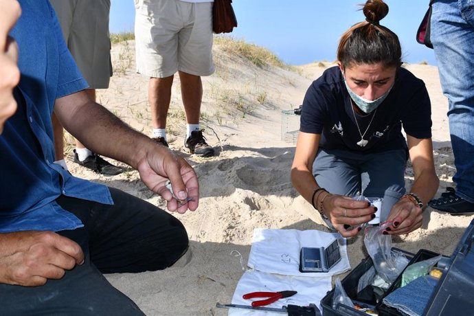 Archivo - CádizAlDía.- Diputación y CeiMar refuerzan las acciones para la protección del chorlitejo patinegro