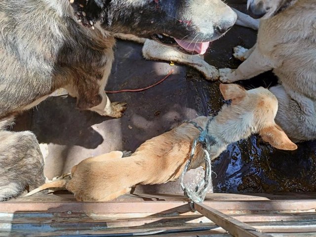 Perros rescatados desnutridos por Galgos del Sur con la colaboración del Seprona