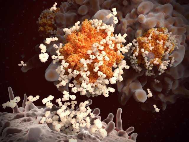 Archivo - El linfocito B libera anticuerpos contra el coronavirus SARS-CoV-2, los virus son engullidos y destruidos por un macrófago.