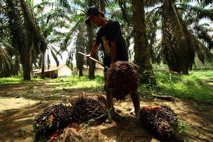 Archivo - Un trabajador indonesio durante la recogida del fruto con el que se fabrica el aceite de palma.