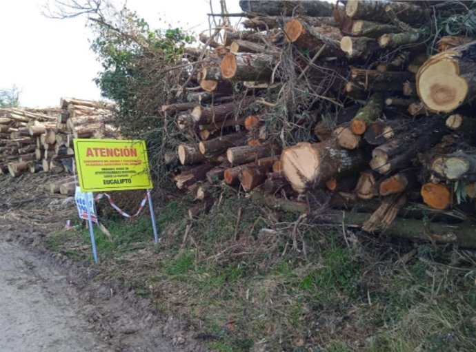 Tala en los Lagos de Silva, en Tapia de Casariego