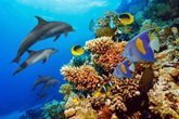 Foto: Descubren propiedades medicinales en los corales al ver a los delfines frotarse para curarse dolencias de la piel