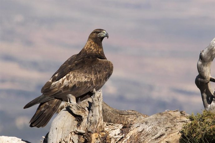 Las restricciones al paso en Sierra Espuña (Murcia) mejoran el éxito de reproducción y cría del águila real