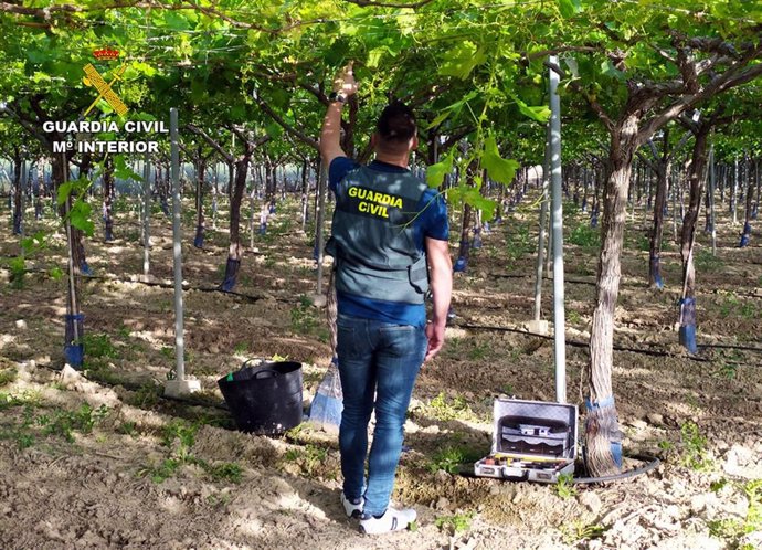 Decomisan dos toneladas de uva sustraída en explotaciones del Valle del Guadalentín (Murcia)