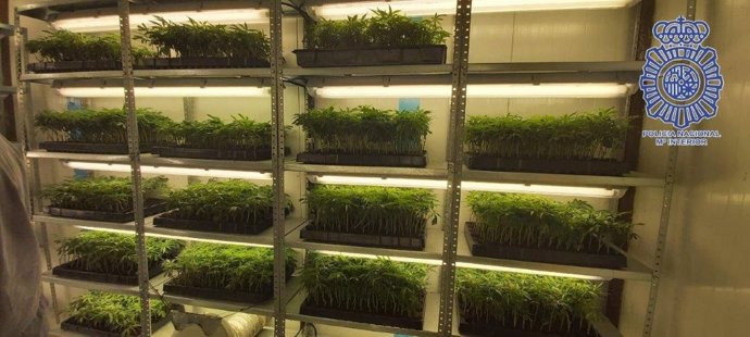 En la nave había cerca de 350 plantas madre y más de 7.000 esquejes de marihuana.