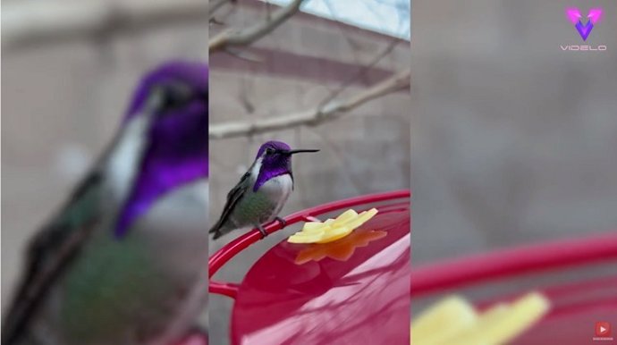 Estos colibríes tienen un plumaje de colores "mágicos"