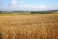 La Conselleria de Agricultura abona los primeros 51 expedientes por valor de 800.000 euros de la ayuda de la sequía