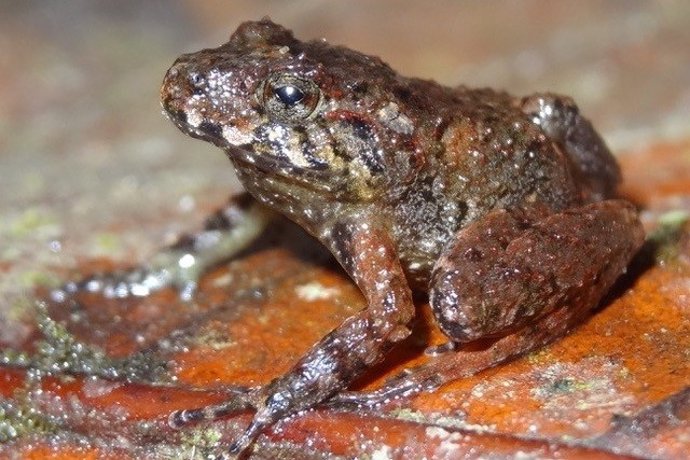 La rana ladrona de Miles (Craugastor milesi), endémica de Honduras y que se creía extinta, fue redescubierta en 2008.