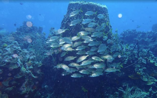 Coral de aguas frías