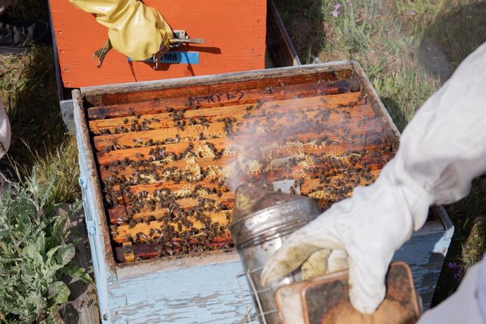 José, el propietario de La Abeja Viajera con humo amansador con Cantueso para relajar a las abejas, a 29 de abril de 2022, en Navalafuente, Madrid (España). La Abeja Viajera es una empresa apícola  dedicada a la cría de abejas y ubicada en Soto del 