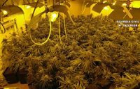 Tres detenidos y decomisadas 184 plantas de marihuana en una vivienda de Tabernas (Almería)