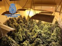 Cabrera señala lo "complejo" de luchar contra los cultivos de marihuana ante once absoluciones en 21 sentencias