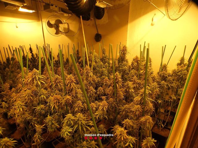 Imagen de las 745 plantas de marihuana en una finca de Sant Gregori (Girona)