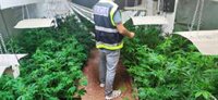 Desmantelan dos plantaciones de marihuana en València y Godella y detienen a tres personas