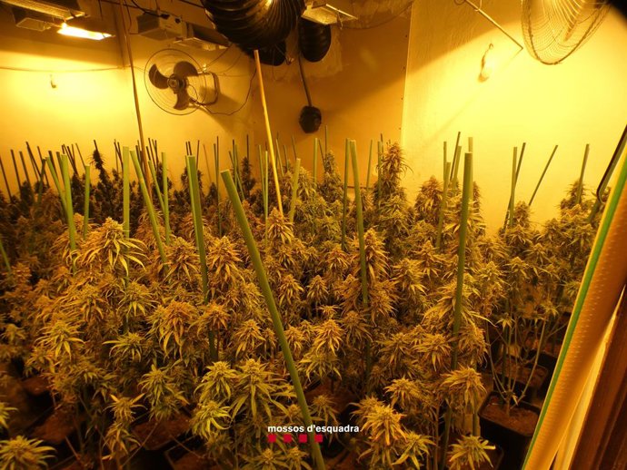 Imatge de les 745 plantes de marihuana en una finca de Sant Gregori (Girona)