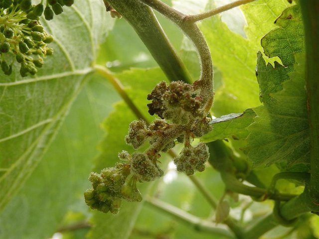Aviso fitosanitario en las viñas por el avance del mildio