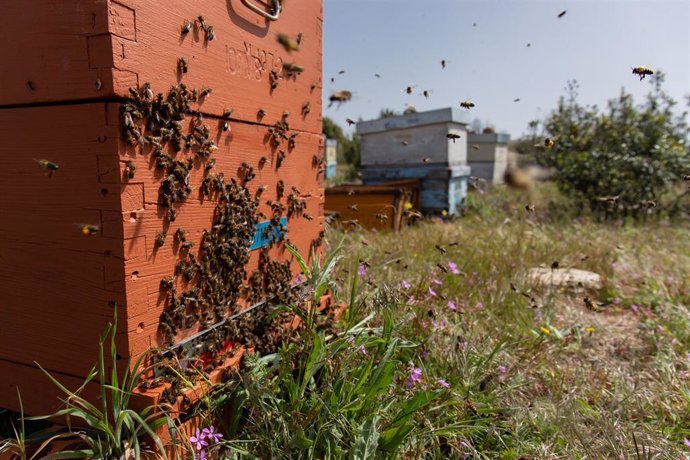 Una familia de abejas de regreso a su colmenar, en la empresa apícola La Abeja Viajera, a 29 de abril de 2022, en Navalafuente, Madrid (España). La Abeja Viajera es una empresa apícola  dedicada a la cría de abejas y ubicada en Soto del Real, aunque