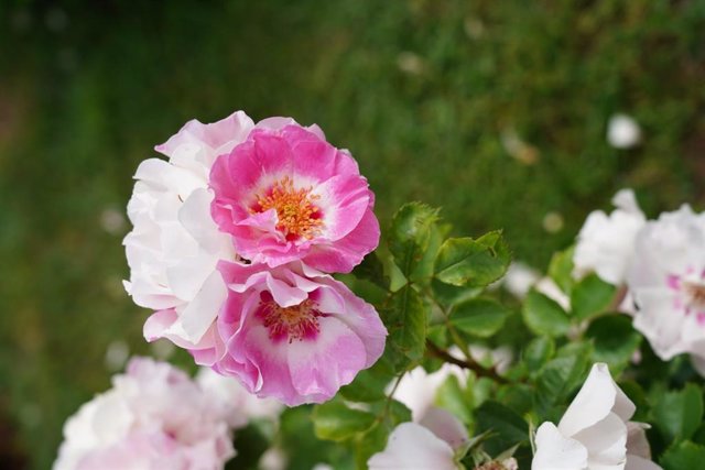 Una rosa de la variedad floribunda, ganadora del Concurso Internacional Rosas Nuevas Villa de Madrid