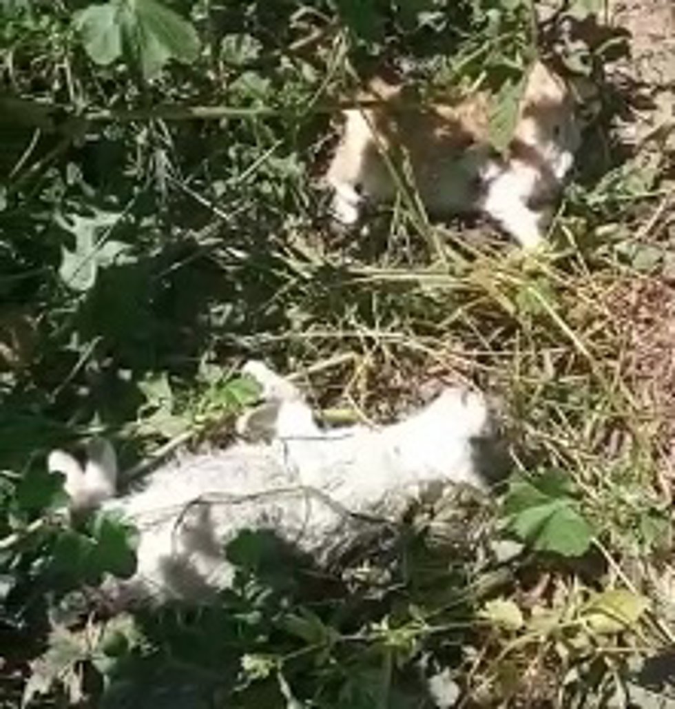 Gato muerto localizado por Pacma