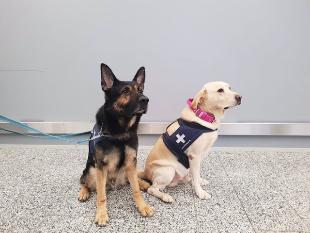 Los perros detectores de coronavirus Valo y Kosti en el aeropuerto de Helsinki-Vantaa, en Finlandia.