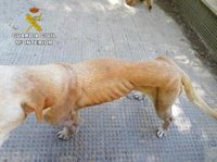 Investigada una persona como responsable del abandono de dos perros en Cogollor