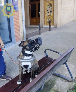 Policía Local localiza al dueño de un perro que fracturó la tibia a una mujer y abandonó el lugar en el parque Felipe VI
