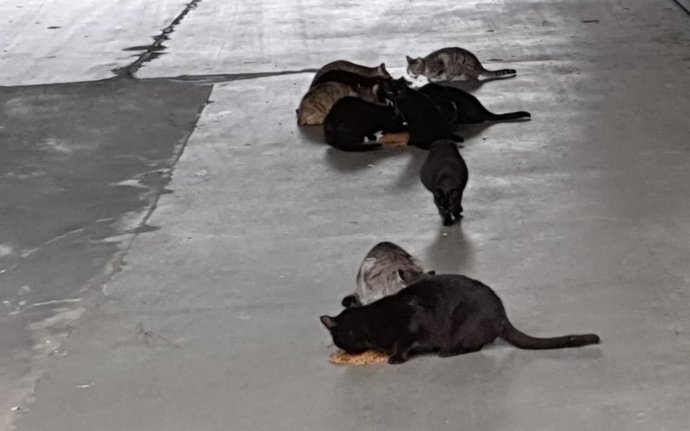 El Consistorio barbastrense delimitará las áreas de las colonias en las que se va a actuar en los próximos meses