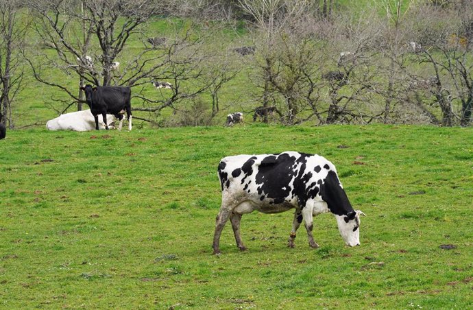 Archivo - Varias vacas lecheras pastorean en la granja Casa Grande de Xanceda, a 26 de marzo de 2022, en Xanceda, A Coruña, Galicia.