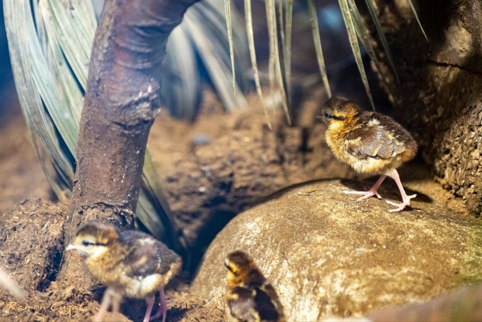 Ejemplares de Faisán Edwuards nacidos en el Zoo de Barcelona