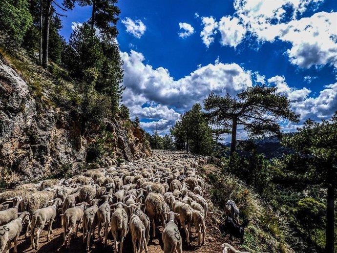 Rebaño en Santiago Pontones