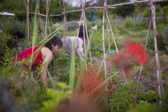 Archivo - Huertos urbanos en Sevilla.