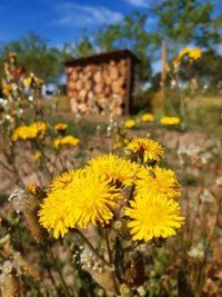 El proyecto 'Arco Verde' establece 18 reservas de polinizadores para favorecer la biodiversidad del entorno