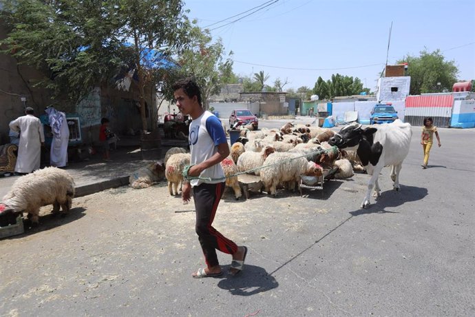 Imagen de archivo de ganadería en Irak