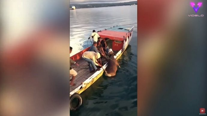 Rescatan a una vaca que cayó al mar en Indonesia